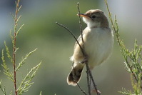 Cisticola juncidis